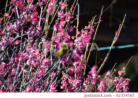 梅花和梅佐 62354565