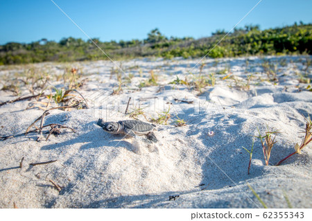 Green sea turtle hatchling on the beach. Green sea turtle hatchling on the beach. 62355343
