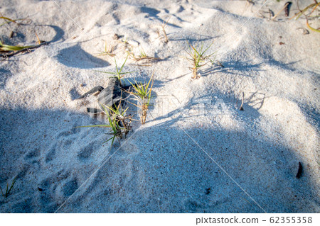 Green sea turtle hatchling on the beach. Green sea turtle hatchling on the beach. 62355358