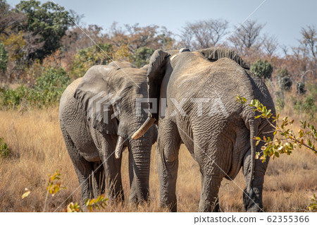 Two big male Elephants playing. 62355366