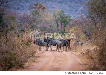 Blue wildebeest standing in the road. 62355367