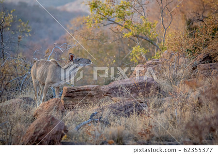 Female Kudu chewing on a bone. 62355377