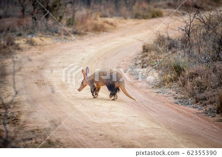 Aardvark crossing a bush road. Aardvark crossing a bush road. 62355390