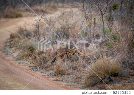 Aardvark crossing a bush road. Aardvark crossing a bush road. 62355393