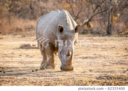 White rhino standing in the grass. 62355400