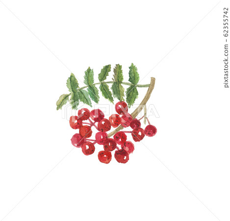 Sansho red fruit Sansho red fruit 62355742