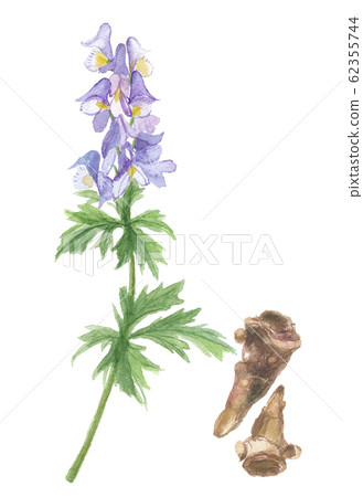Aconitum flower and root 62355744