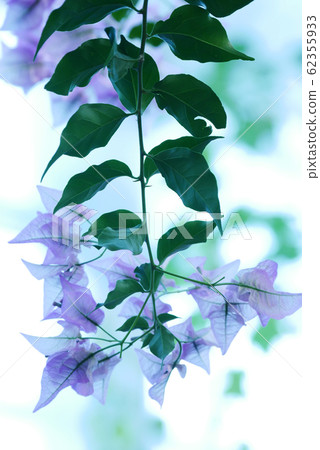 熱帶植物照片九重葛在溫室中 62355933