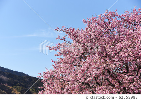 Kawazu cherry tree Kawazu cherry tree 62355985
