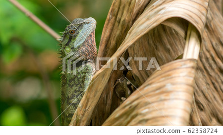 Lizard with stump, Calotes emma on Banan Leaf, Krabi, Thailand. Lizard with stump, Calotes emma on Banan Leaf, Krabi, Thailand. 62358724