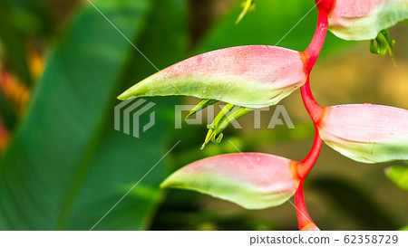 Beautiful lilac Heliconia Tropical flower isolated on a green background Beautiful lilac Heliconia Tropical flower isolated on a green background 62358729