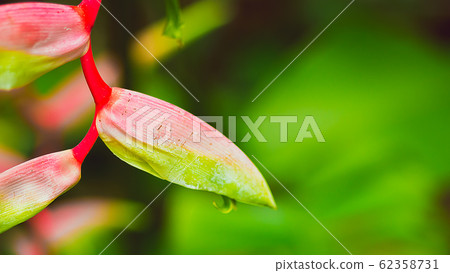 Beautiful lilac Heliconia Tropical flower isolated on a green background 62358731