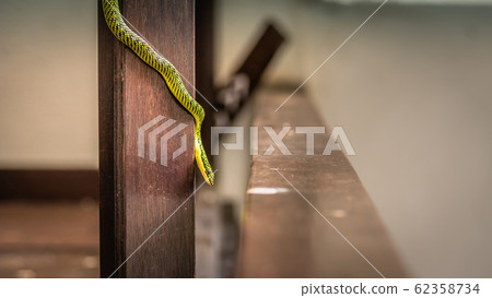 Chrysopelea ornata, golden tree snake 62358734