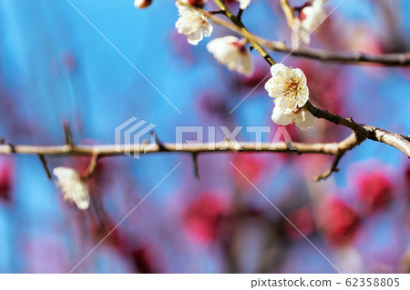 Plum flowers in early spring Plum flowers in early spring 62358805