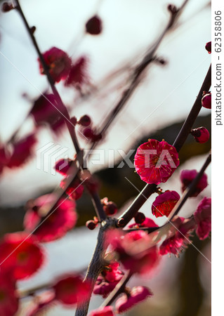 Plum flowers in early spring 62358806
