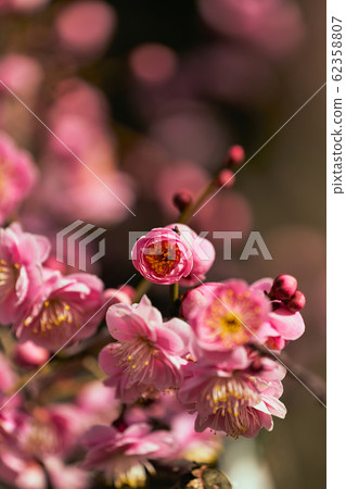 Plum flowers in early spring 62358807