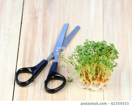 Garden cress is cut with scissors 62359353