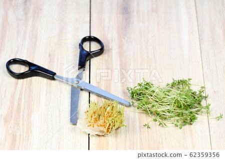Garden cress is cut with scissors 62359356