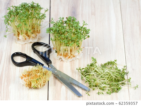 Garden cress is cut with scissors 62359357