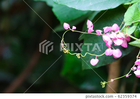 Mexican Creeper, Chain of Love or Antigonon Mexican Creeper, Chain of Love or Antigonon 62359374