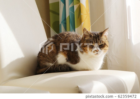 Pheasant white cat sunbathing on a white chair Pheasant white cat sunbathing on a white chair 62359472