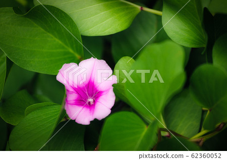 Purple flower between green leaves Purple flower between green leaves 62360052