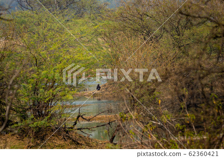 greater spotted eagle in Habitat and landscape of keoladeo national park or bird sanctuary, rajasthan, India. Greater spotted eagle or spotted eagle or Clanga clanga with colorful foreground. 62360421