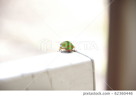 Akasujikin stink bug 01 Akasujikin stink bug 01 62360446