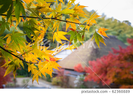 In the autumn of Naojian, thatched roof training dojo and autumn leaves In the autumn of Naojian, thatched roof training dojo and autumn leaves 62360889