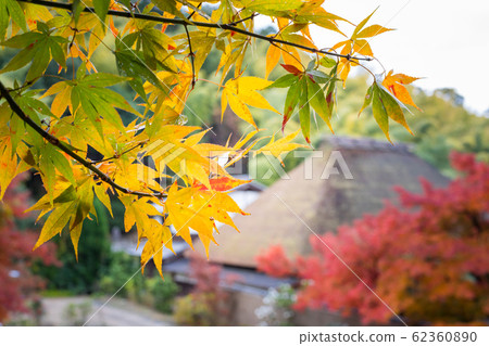 In the autumn of Naojian, thatched roof training dojo and autumn leaves In the autumn of Naojian, thatched roof training dojo and autumn leaves 62360890