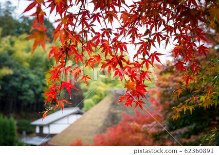 In the autumn of Naojian, thatched roof training dojo and autumn leaves In the autumn of Naojian, thatched roof training dojo and autumn leaves 62360891