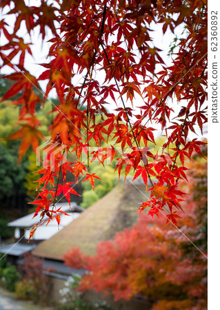 In the autumn of Naojian, thatched roof training dojo and autumn leaves 62360892