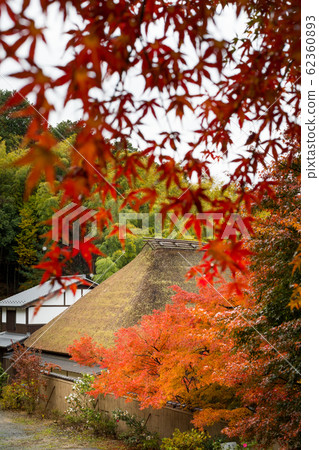 In the autumn of Naojian, thatched roof training dojo and autumn leaves In the autumn of Naojian, thatched roof training dojo and autumn leaves 62360893