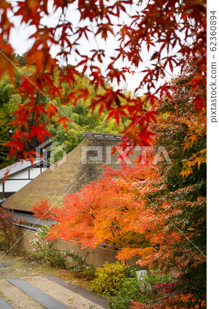 In the autumn of Naojian, thatched roof training dojo and autumn leaves In the autumn of Naojian, thatched roof training dojo and autumn leaves 62360894
