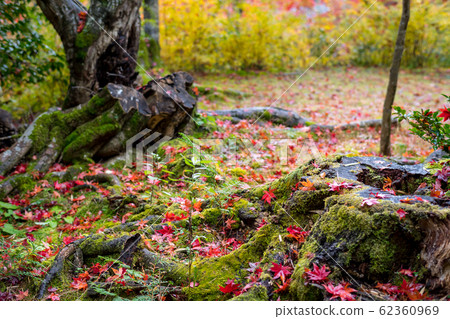 Rainfall at Naojian, autumn leaves falling on mossy old stump Rainfall at Naojian, autumn leaves falling on mossy old stump 62360969