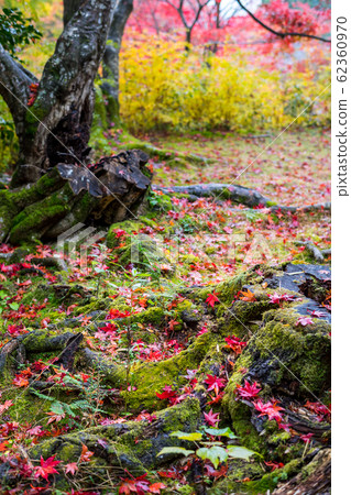 Rainfall at Naojian, autumn leaves falling on mossy old stump Rainfall at Naojian, autumn leaves falling on mossy old stump 62360970