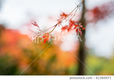 Naojian's rainy season, raindrops and autumn leaves Naojian's rainy season, raindrops and autumn leaves 62360971