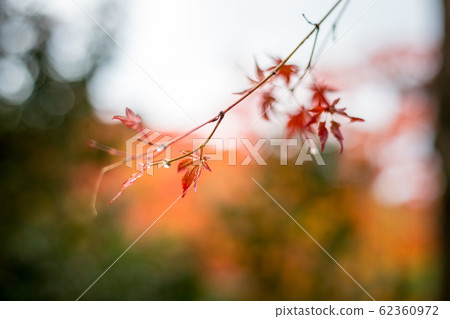 Naojian's rainy season, raindrops and autumn leaves Naojian's rainy season, raindrops and autumn leaves 62360972