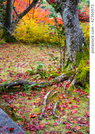 The rainfall of Naojian, autumn leaves scattered on the mossy tree roots 62360973