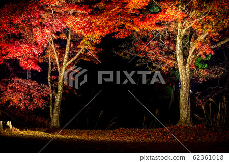 在大角寺遺址的秋天，“ Momiji no Tunnel”和黑暗照亮了 62361018