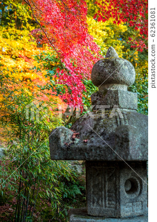 金開宮寺寺的秋天，秋園的秋葉燈籠 62361081