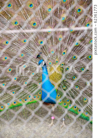 孔雀（圖） 62361773