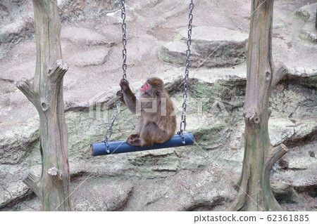 日本猴子（圖片） 62361885