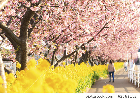 川津櫻（早春） 62362112