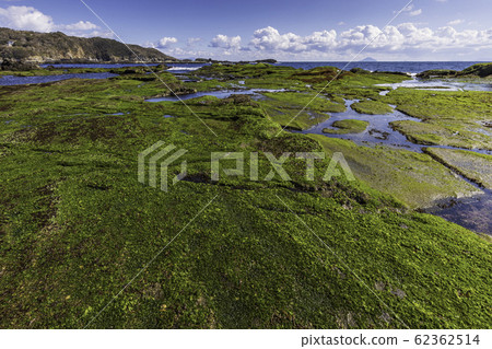 (Shizuoka Prefecture) Izu Peninsula Geopark, Ebisu Island Senjojiki Aosa 62362514