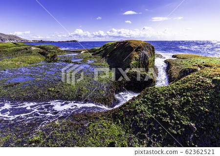 (Shizuoka Prefecture) Izu Peninsula Geopark, Ebisu Island Senjojiki Aosa (Shizuoka Prefecture) Izu Peninsula Geopark, Ebisu Island Senjojiki Aosa 62362521