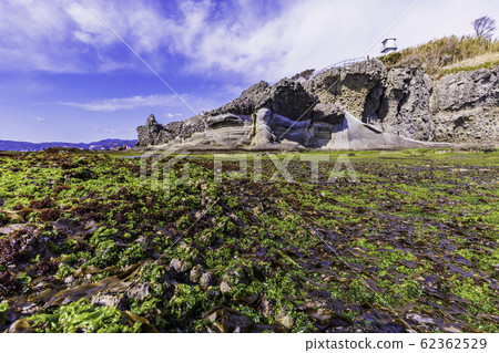 (Shizuoka Prefecture) Izu Peninsula Geopark, Ebisu Island Senjojiki Aosa 62362529