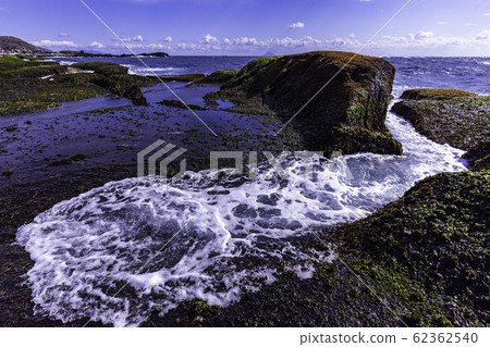 (Shizuoka Prefecture) Izu Peninsula Geopark, Ebisu Island Senjojiki Aosa 62362540