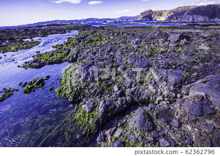 (Shizuoka Prefecture) Izu Peninsula Geopark / Ebisu Island / Senjojiki / Early Formation (Shizuoka Prefecture) Izu Peninsula Geopark / Ebisu Island / Senjojiki / Early Formation 62362796