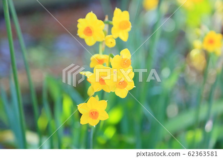 黃水仙花花瓣 黃水仙花花瓣 62363581